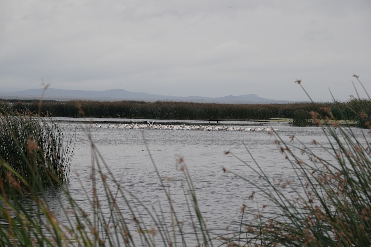 American White Pelican - Kyle Fuchs