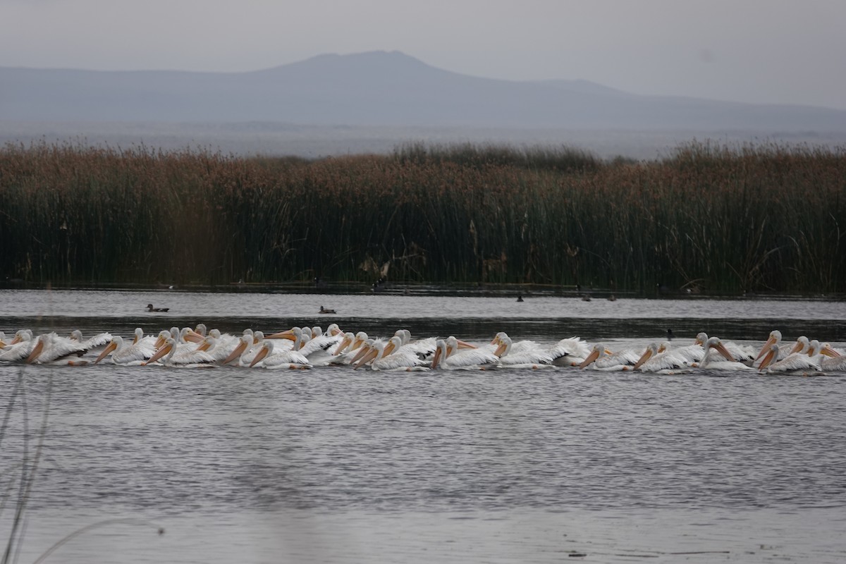 American White Pelican - ML623846409