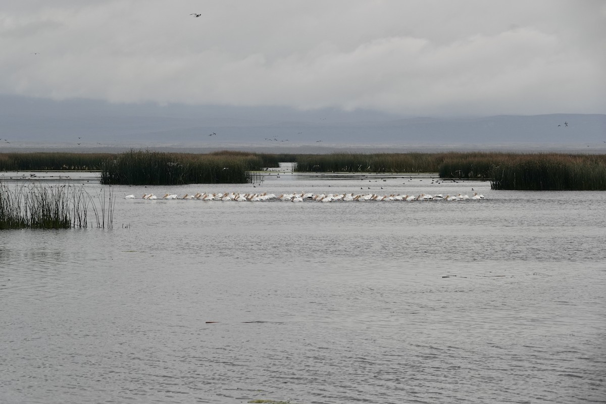 American White Pelican - ML623846415