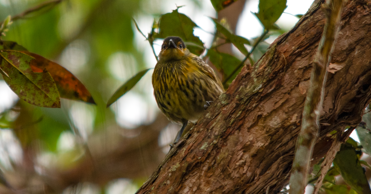 Macleay's Honeyeater - Neil Roche-Kelly