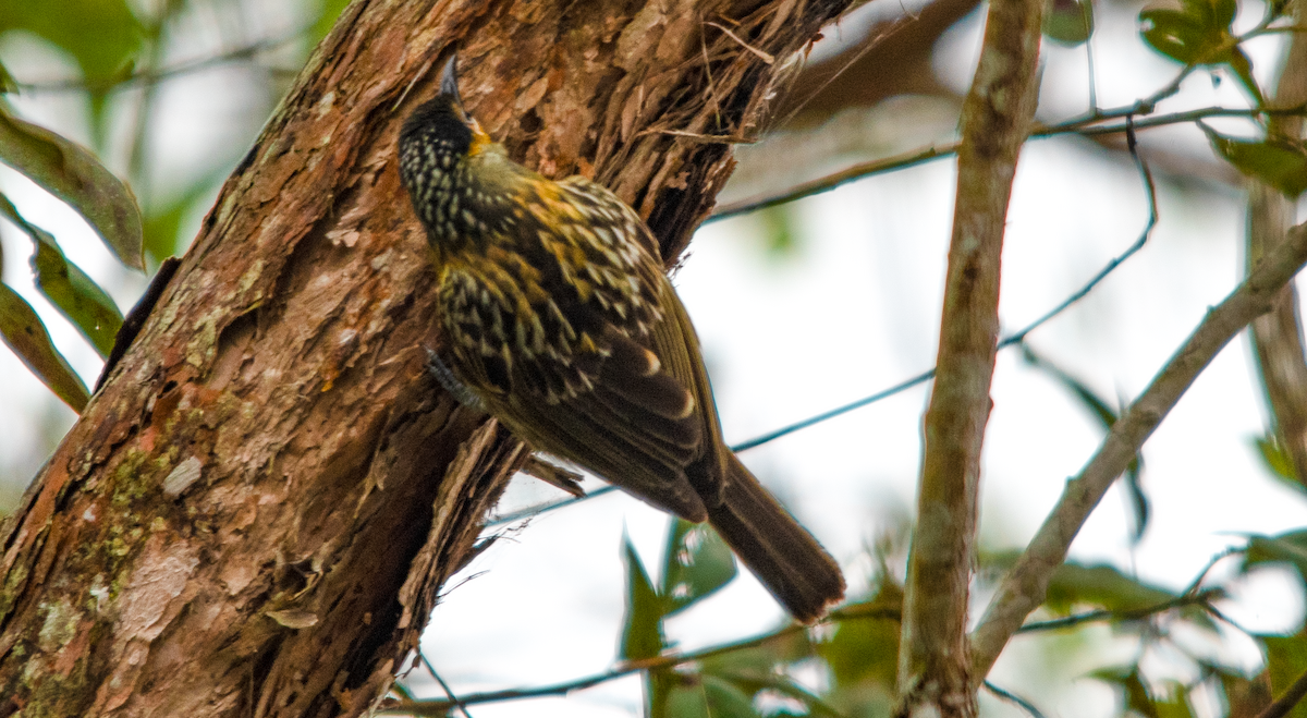 Macleay's Honeyeater - ML623846422