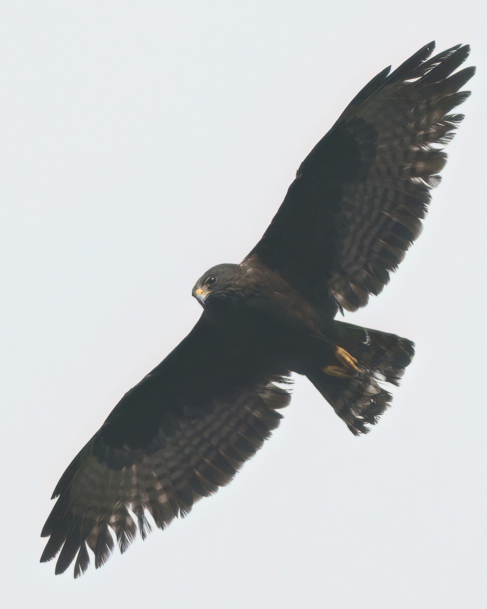 Short-tailed Hawk - ML623846432