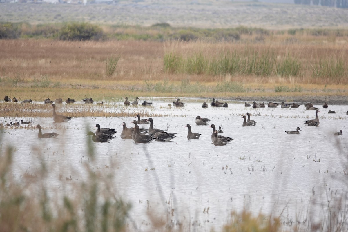 Greater White-fronted Goose - ML623846433