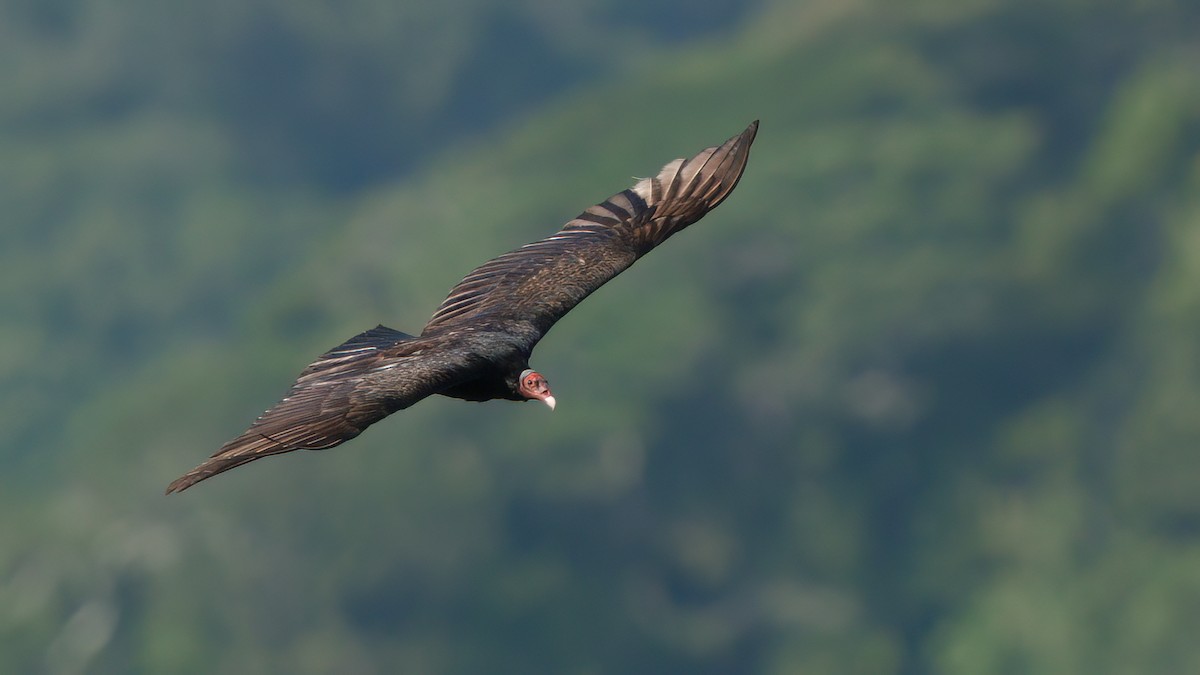 Turkey Vulture - ML623846450