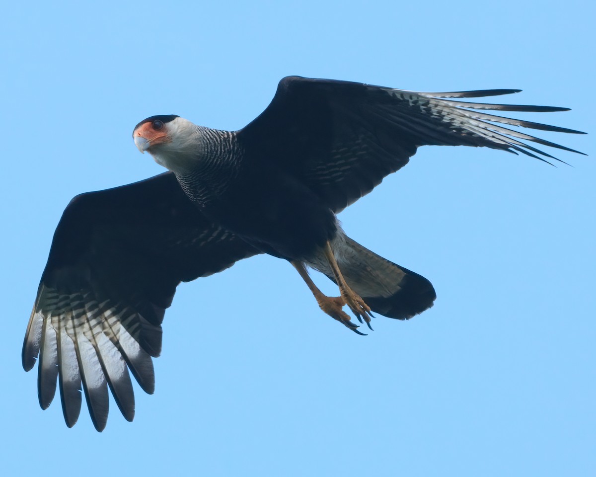 Crested Caracara - ML623846452