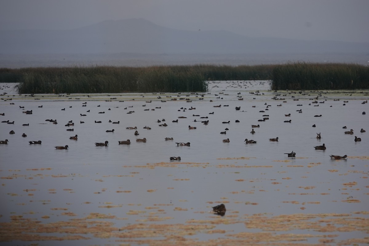 American Wigeon - ML623846454