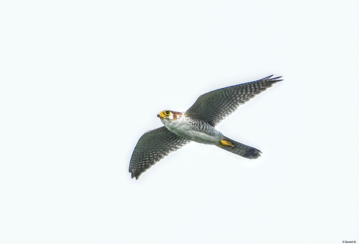 Red-necked Falcon - ML623846459