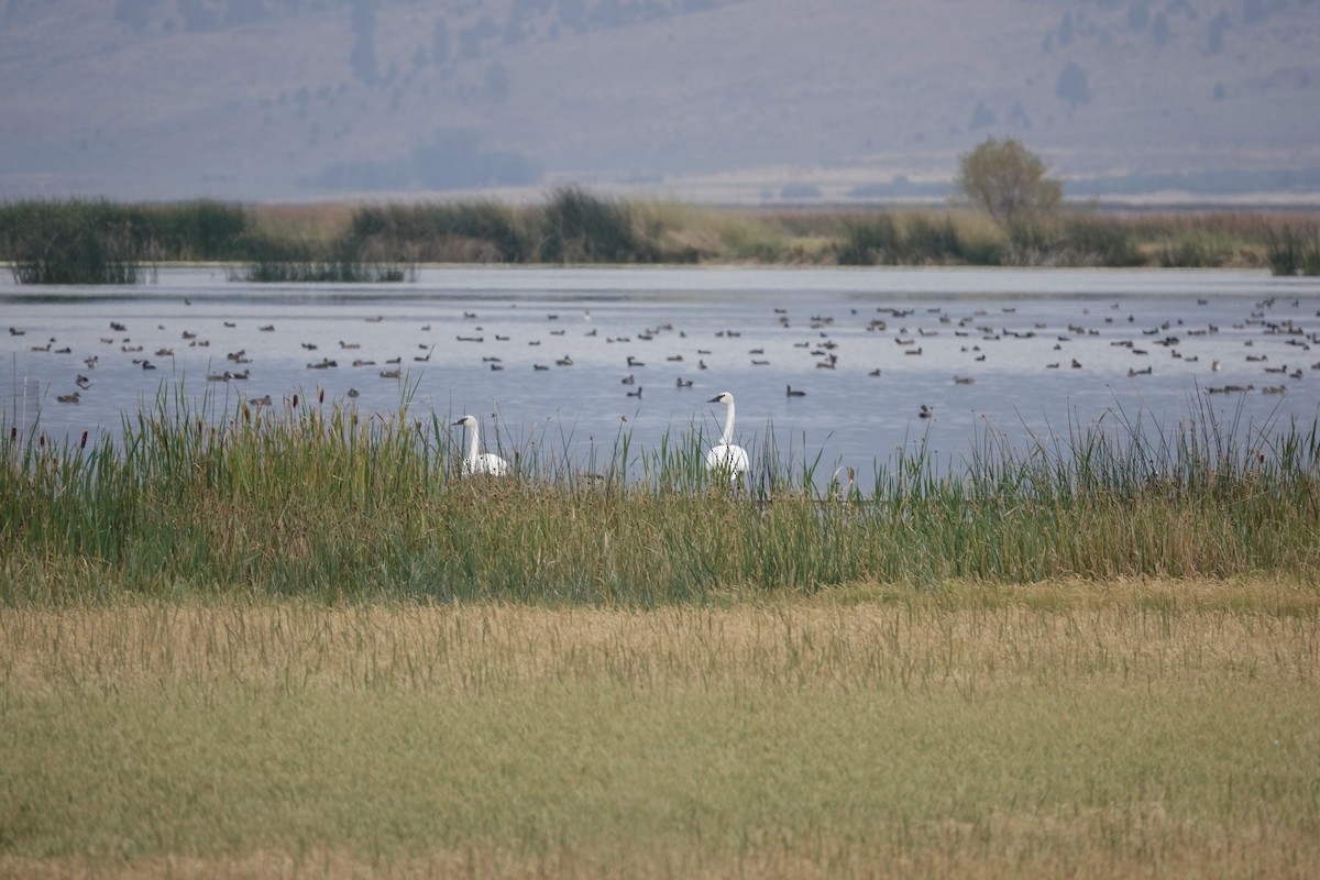 Trumpeter Swan - ML623846462