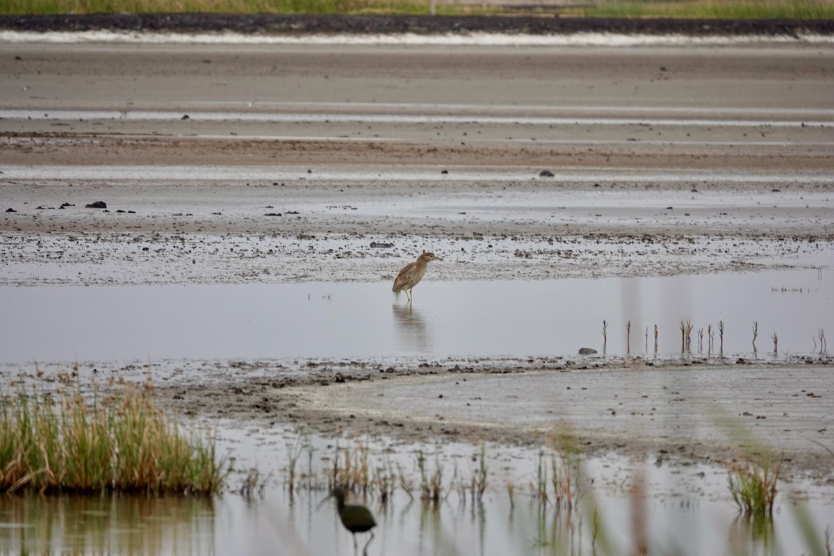 Black-crowned Night Heron - ML623846490