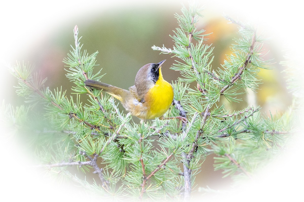 Common Yellowthroat - ML623846492