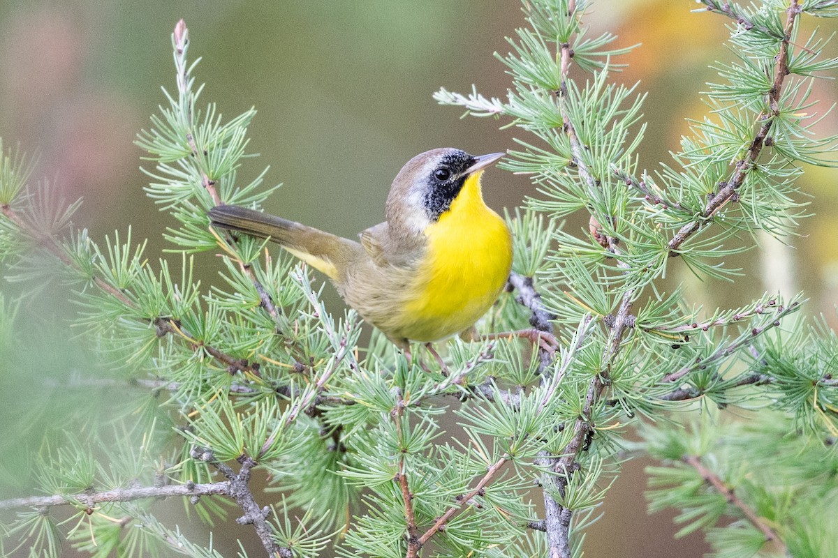 Common Yellowthroat - ML623846493