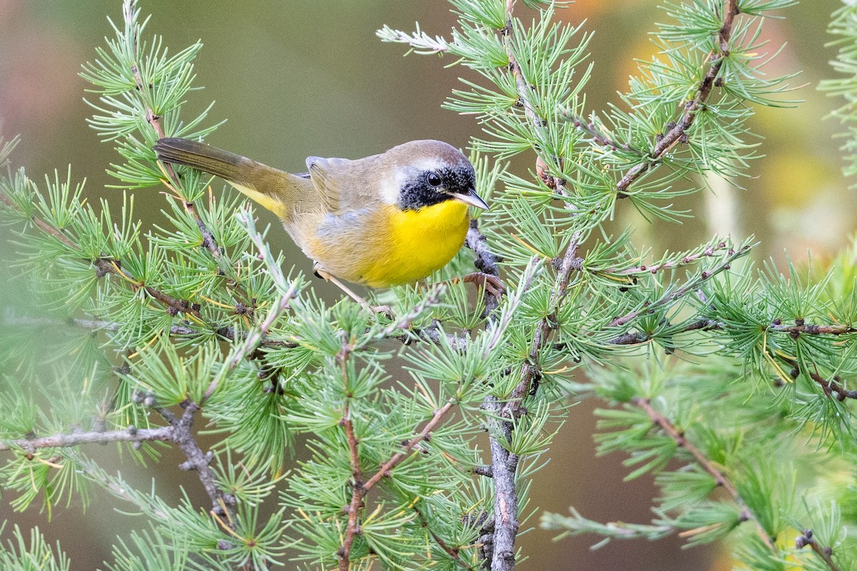 Common Yellowthroat - ML623846494