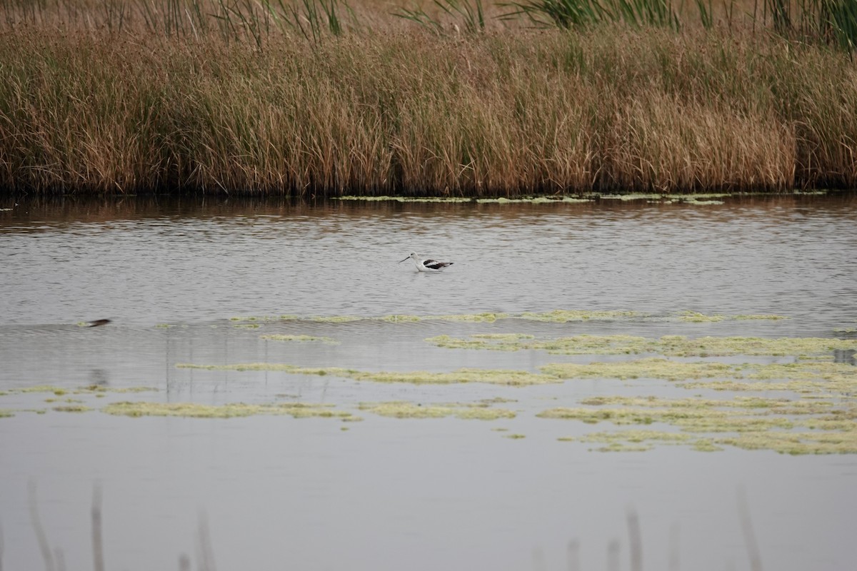 American Avocet - ML623846505