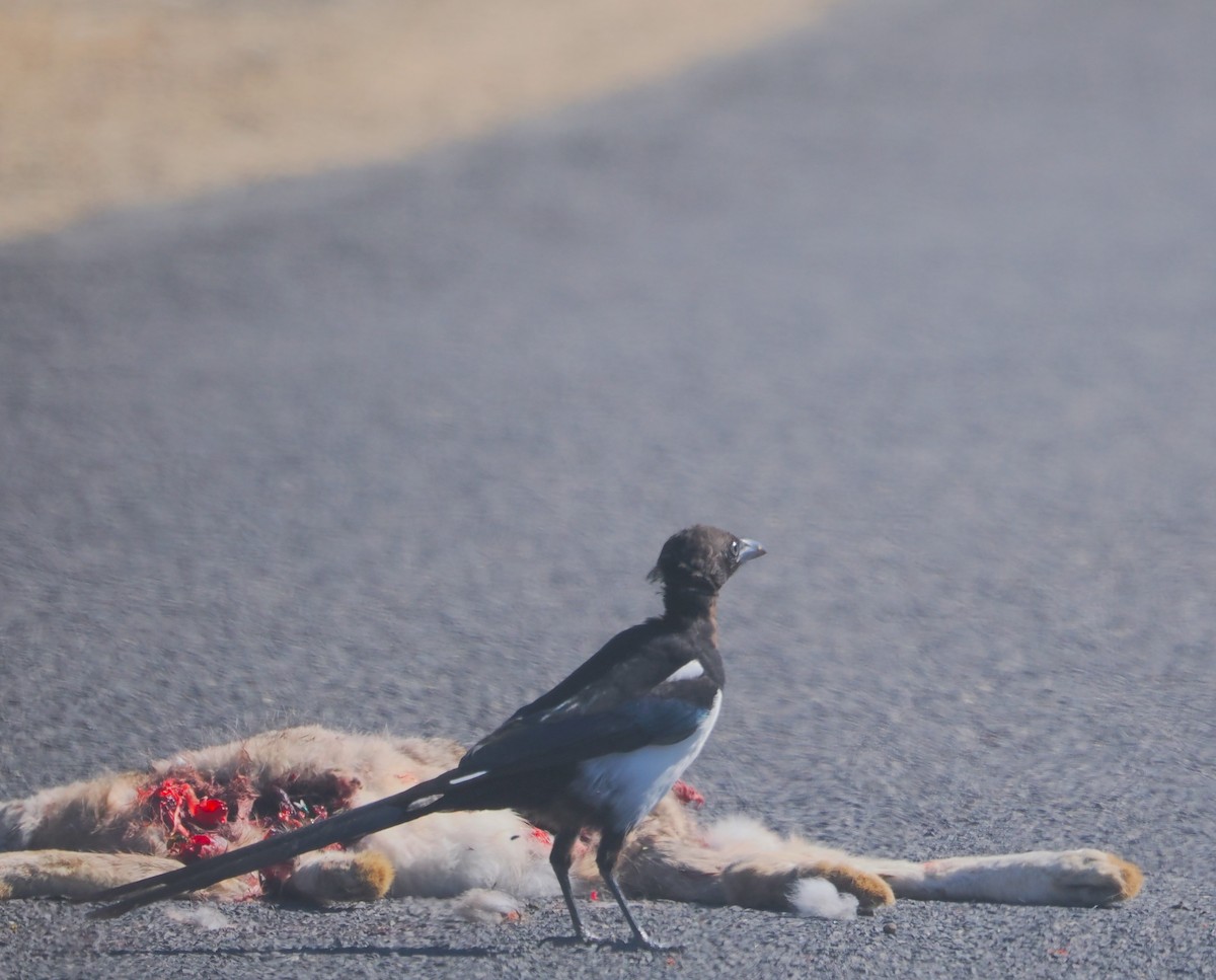 Black-billed Magpie - Paul Linton