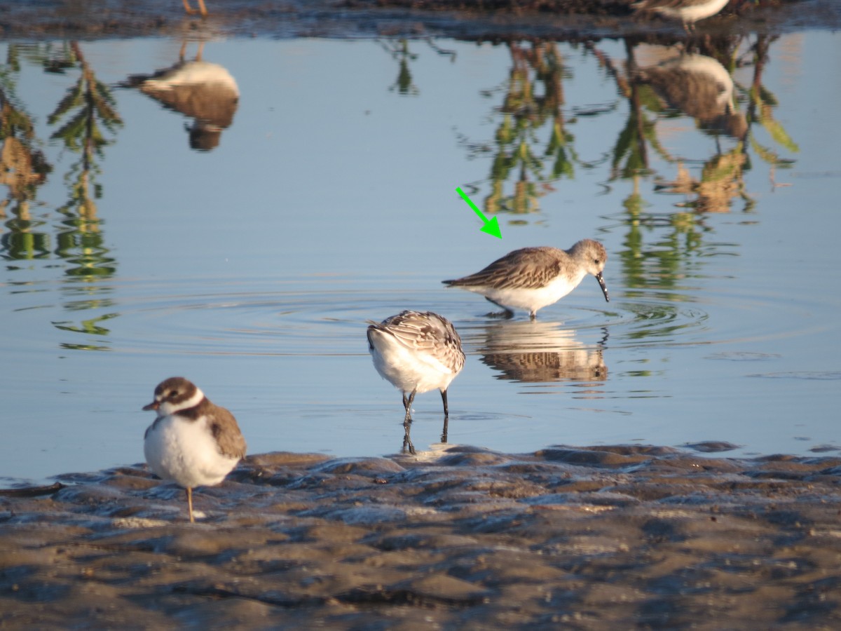 Western Sandpiper - ML623846519