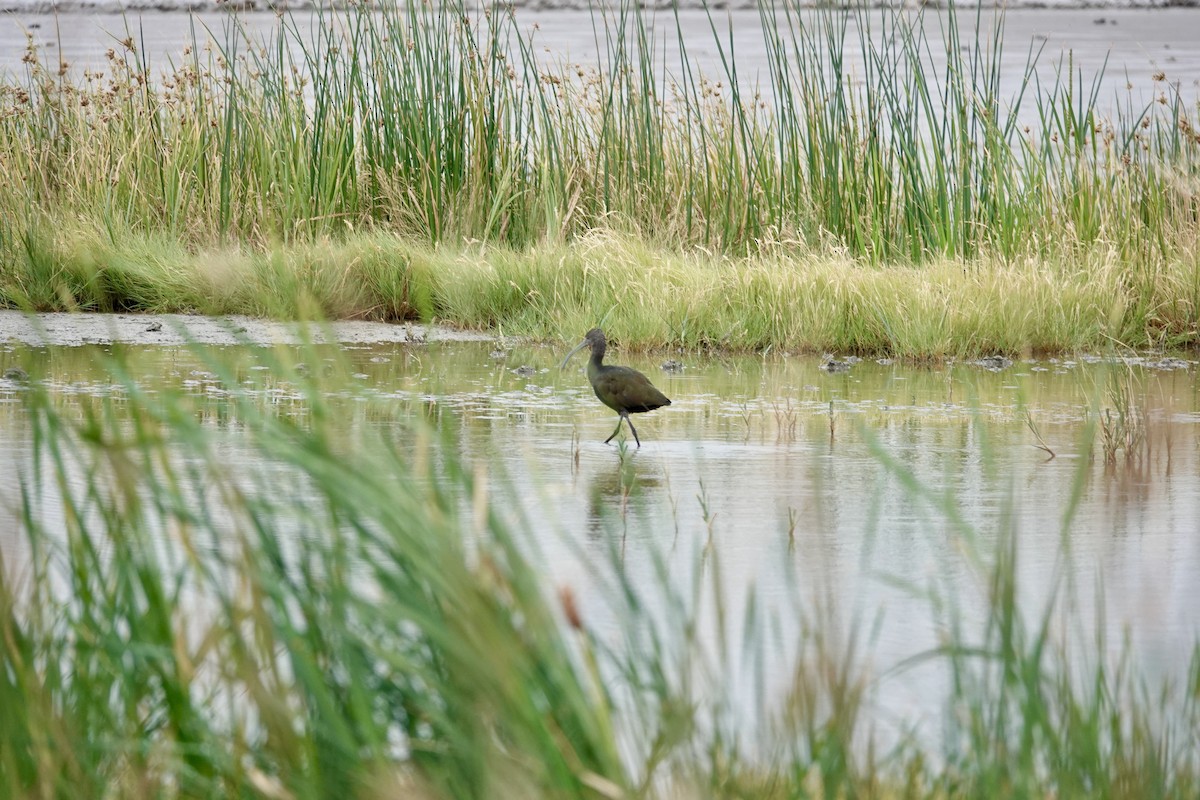 White-faced Ibis - ML623846529