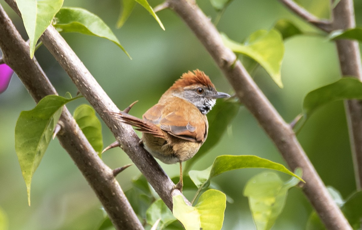 Sooty-fronted Spinetail - ML623846569