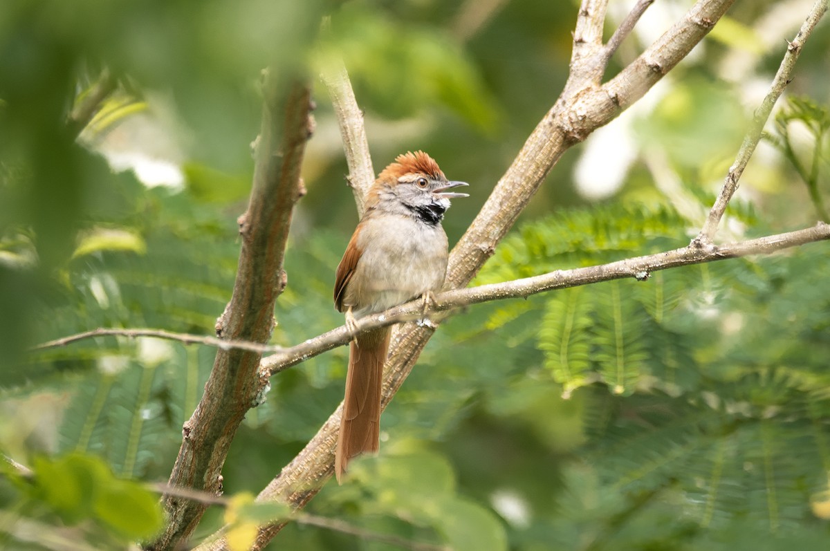 Sooty-fronted Spinetail - ML623846570