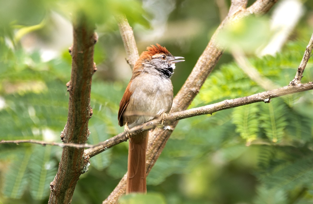 Sooty-fronted Spinetail - ML623846572