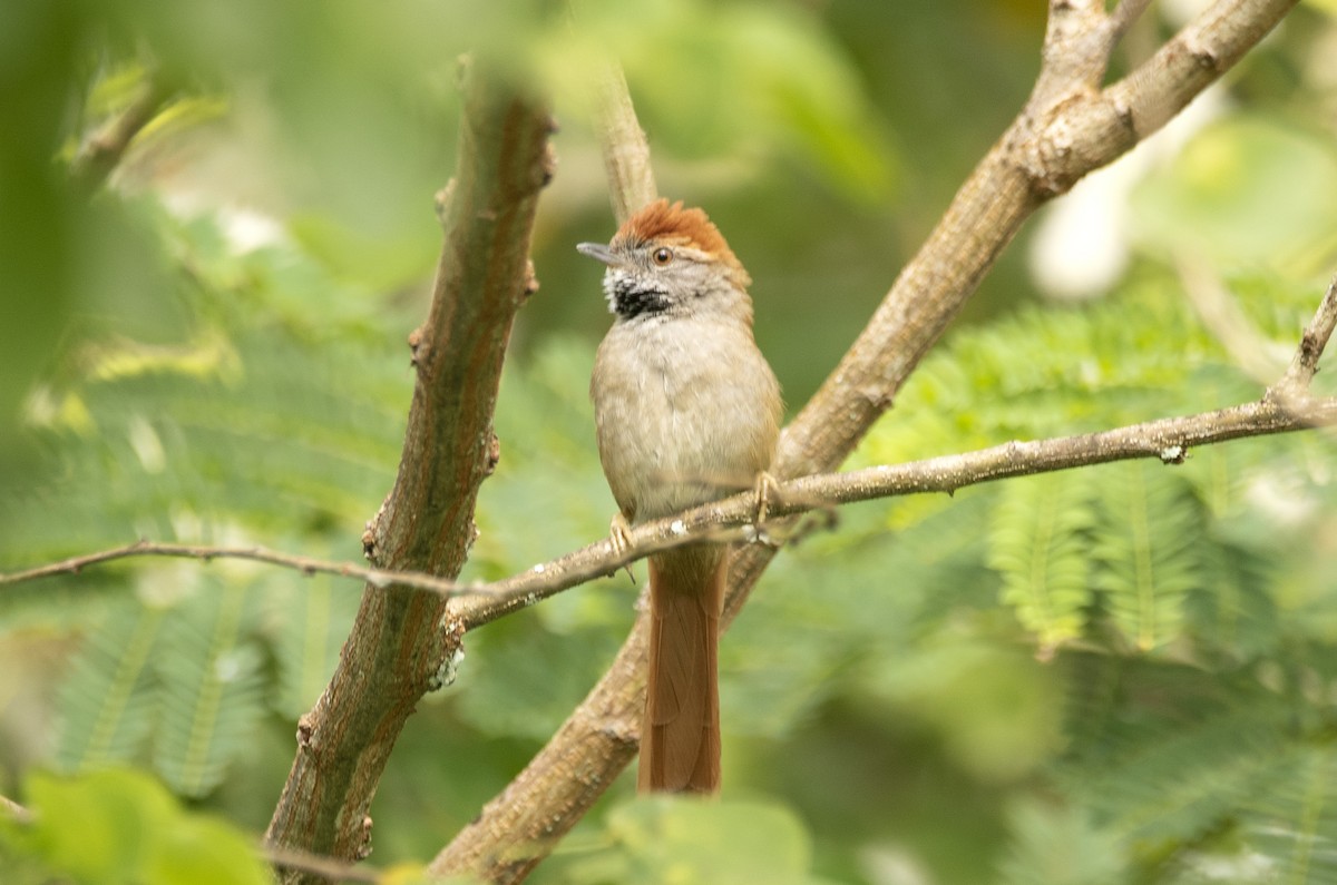 Sooty-fronted Spinetail - ML623846574