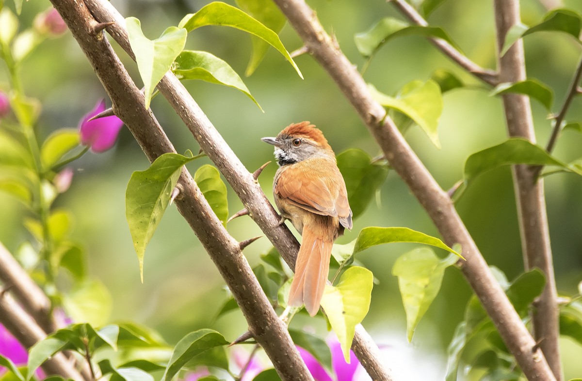 Sooty-fronted Spinetail - ML623846576