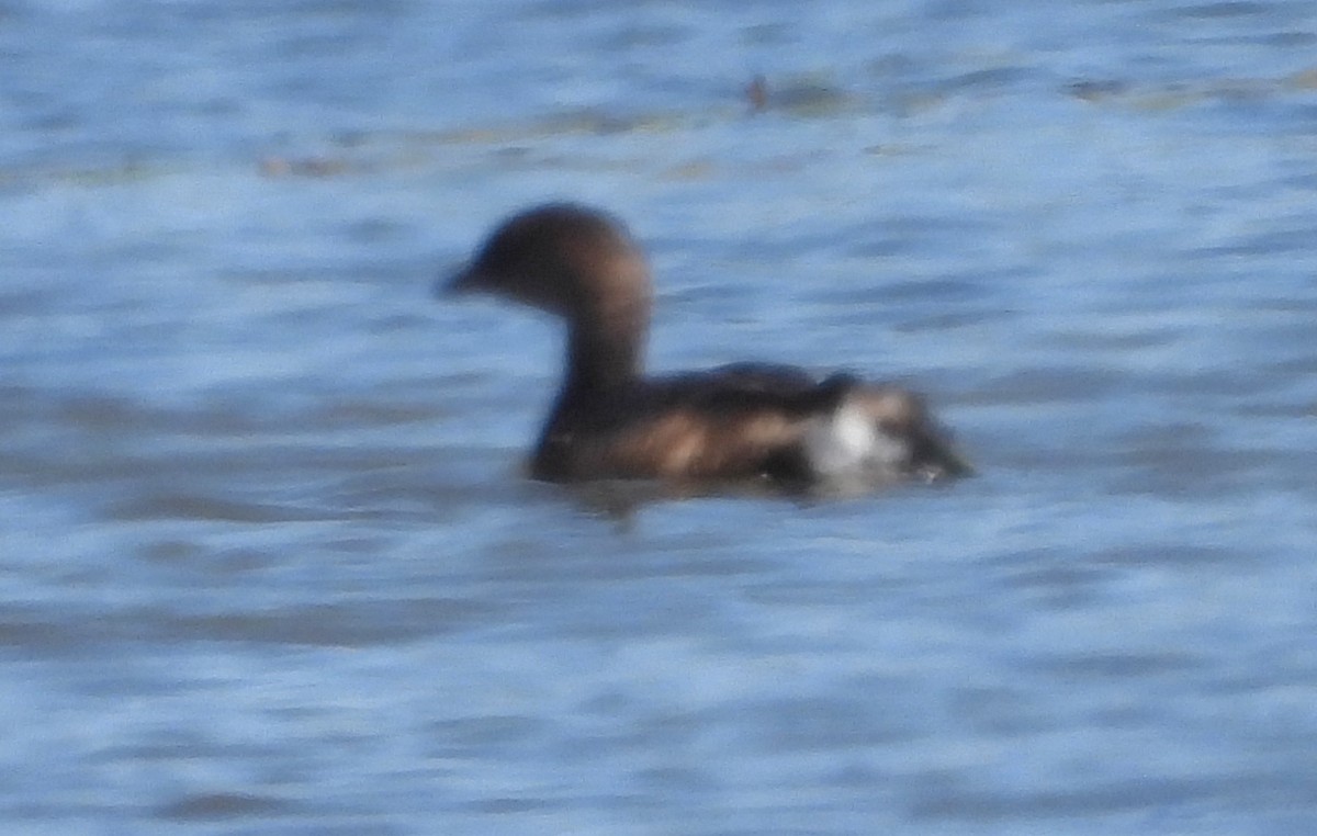 Pied-billed Grebe - ML623846591