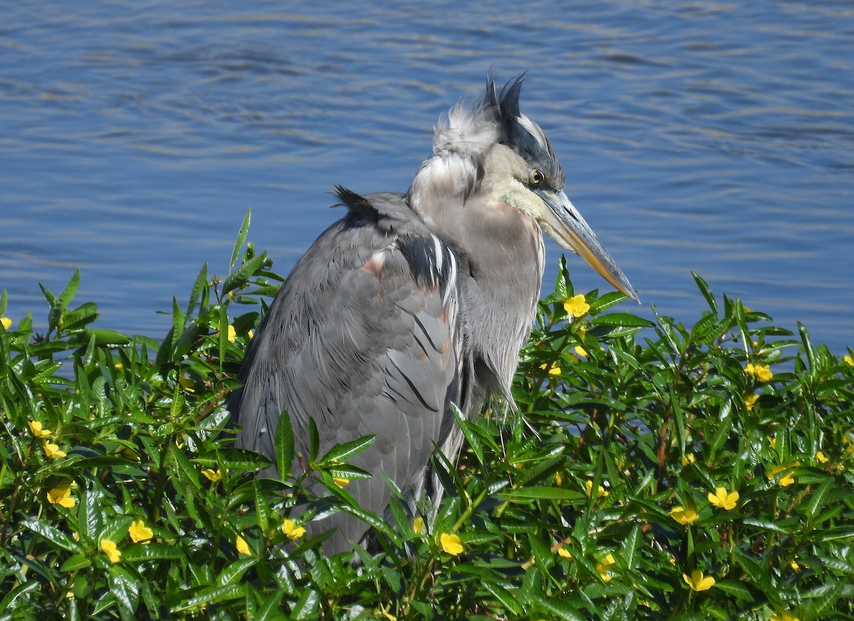 Great Blue Heron - ML623846592