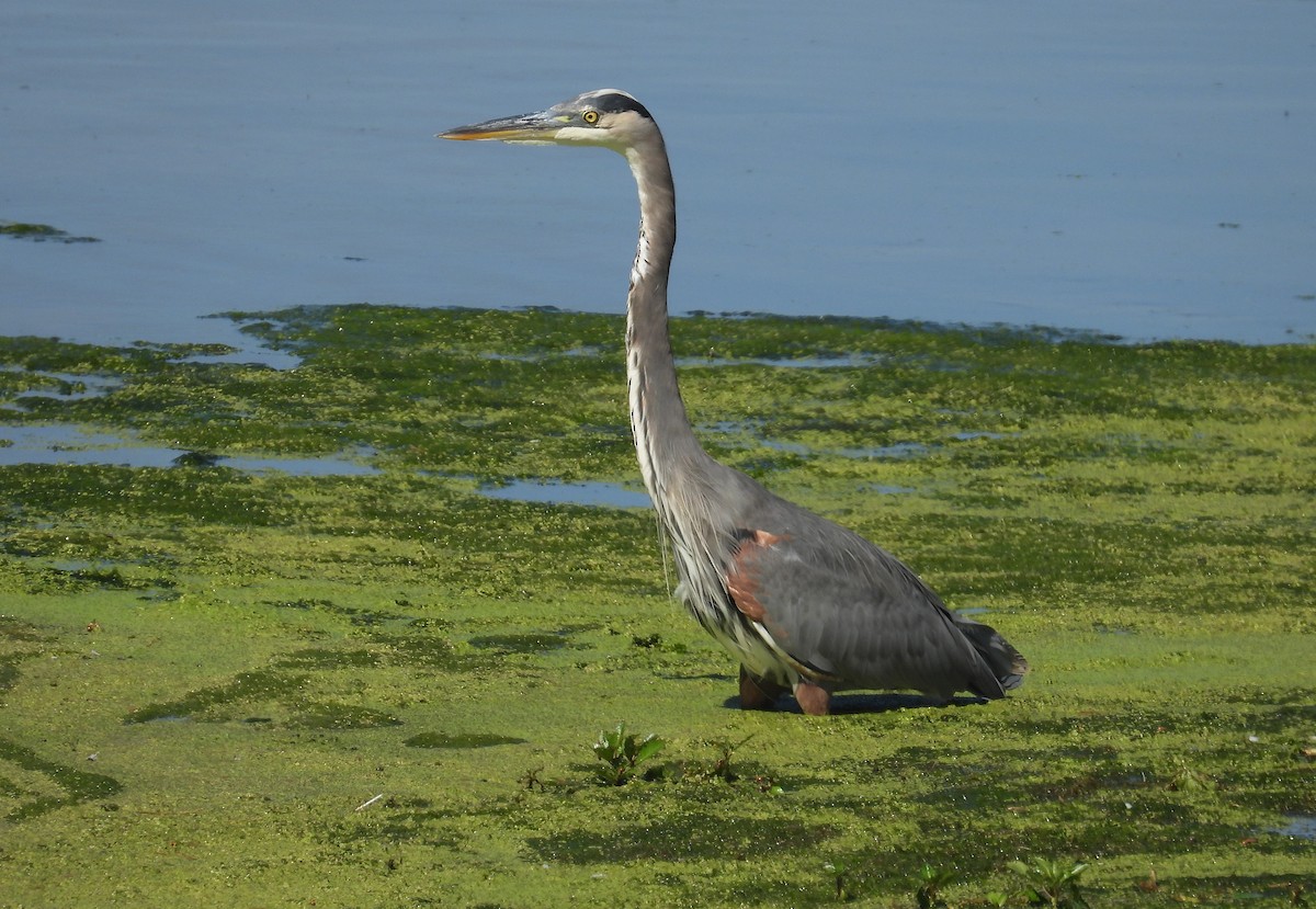 Great Blue Heron - Kurt Wahl