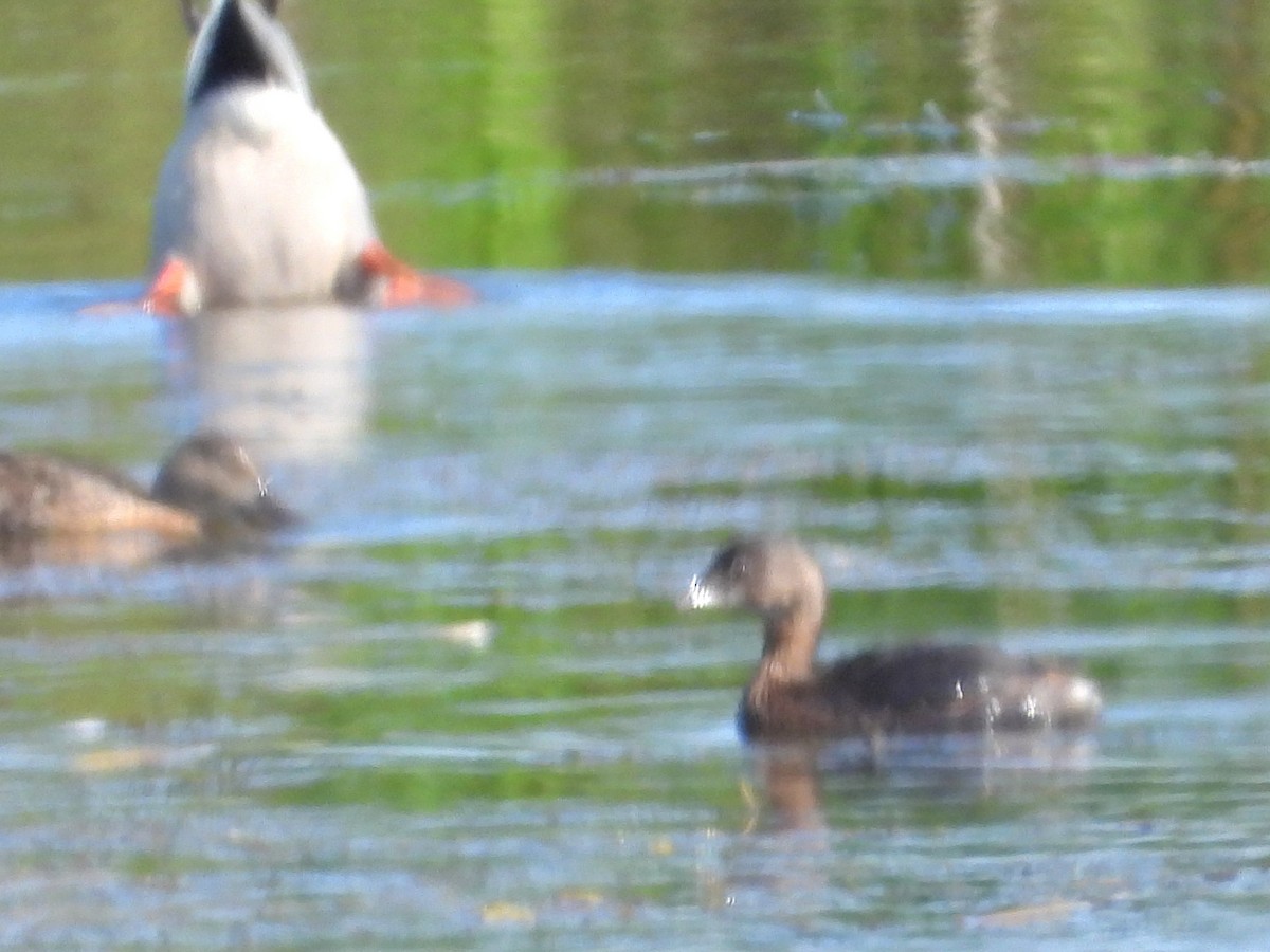 Pied-billed Grebe - ML623846599