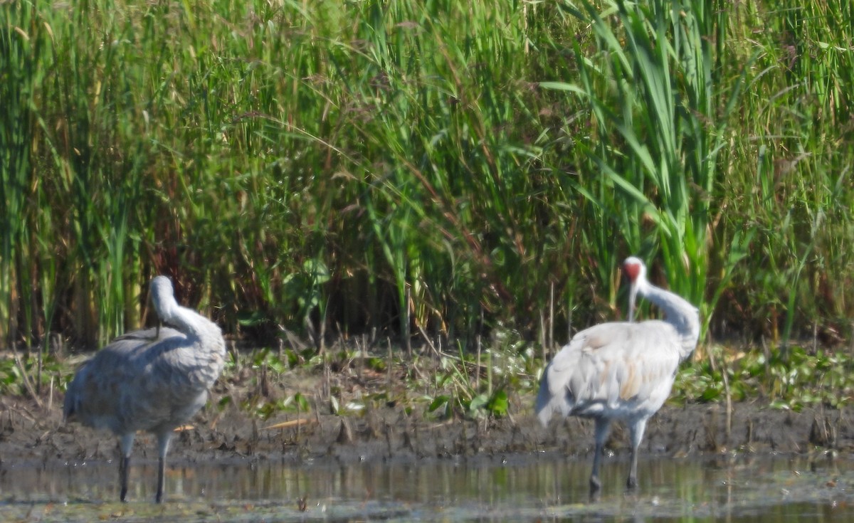 Sandhill Crane - ML623846606