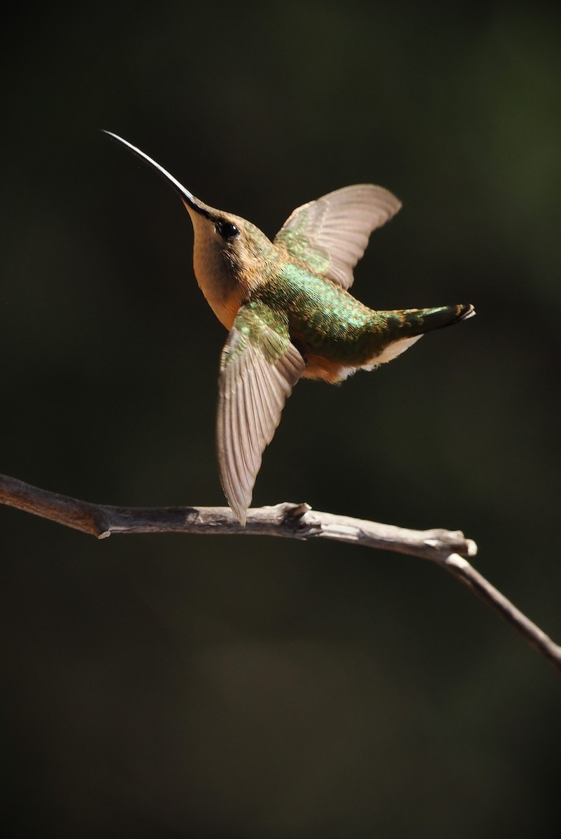 Lucifer Hummingbird - ML623846607