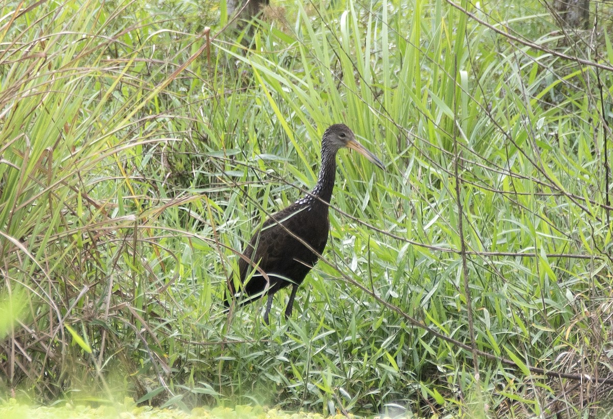 Limpkin (Brown-backed) - ML623846612