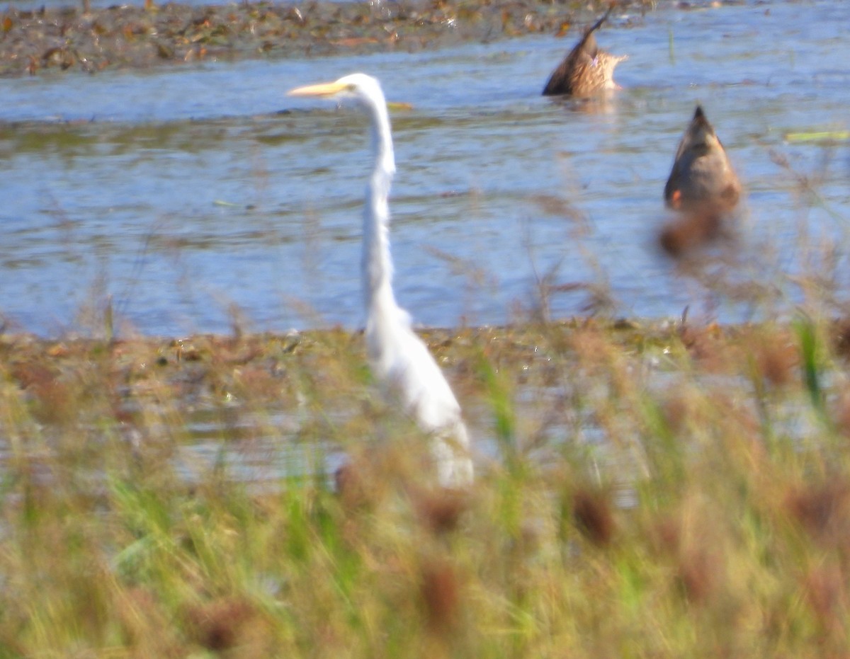 Great Egret - ML623846616