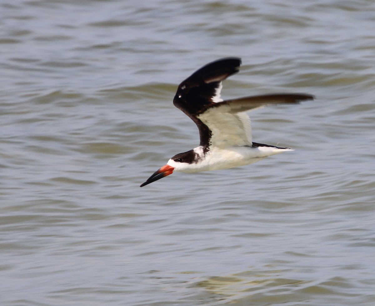 Black Skimmer - ML623846621