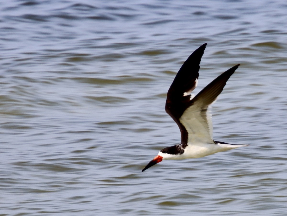 Black Skimmer - ML623846624