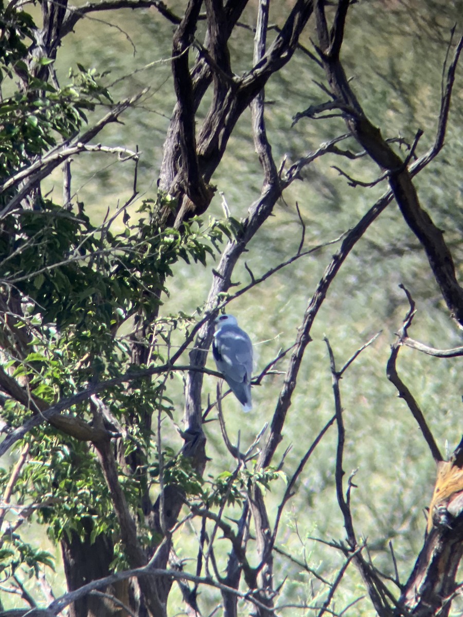 luněc americký - ML623846626