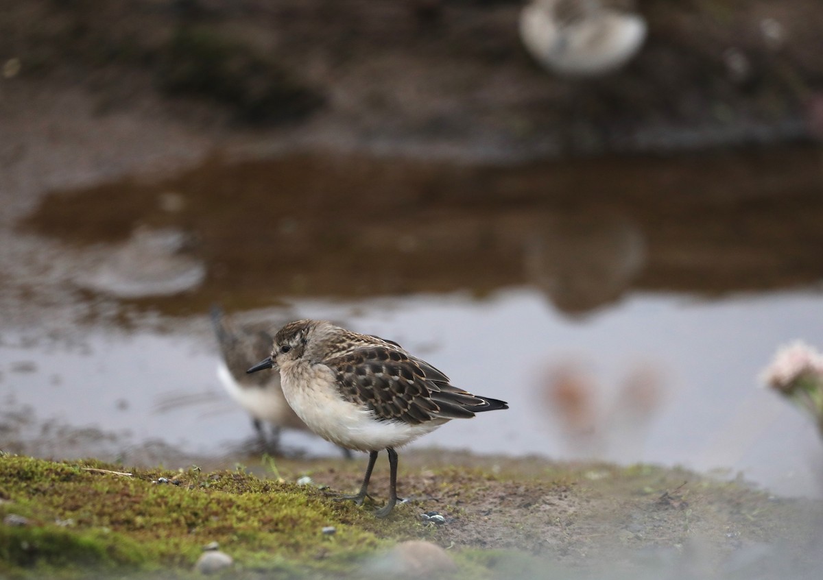 Semipalmated Sandpiper - ML623846633