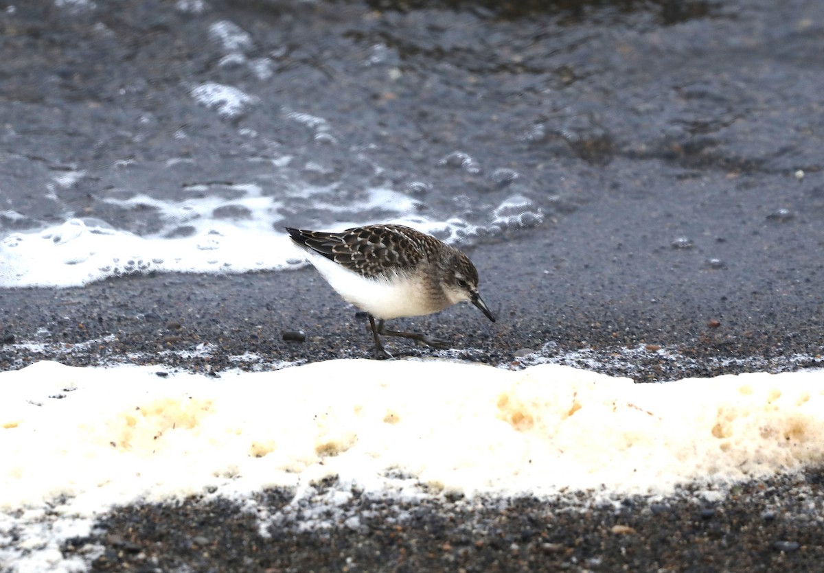 Semipalmated Sandpiper - ML623846635