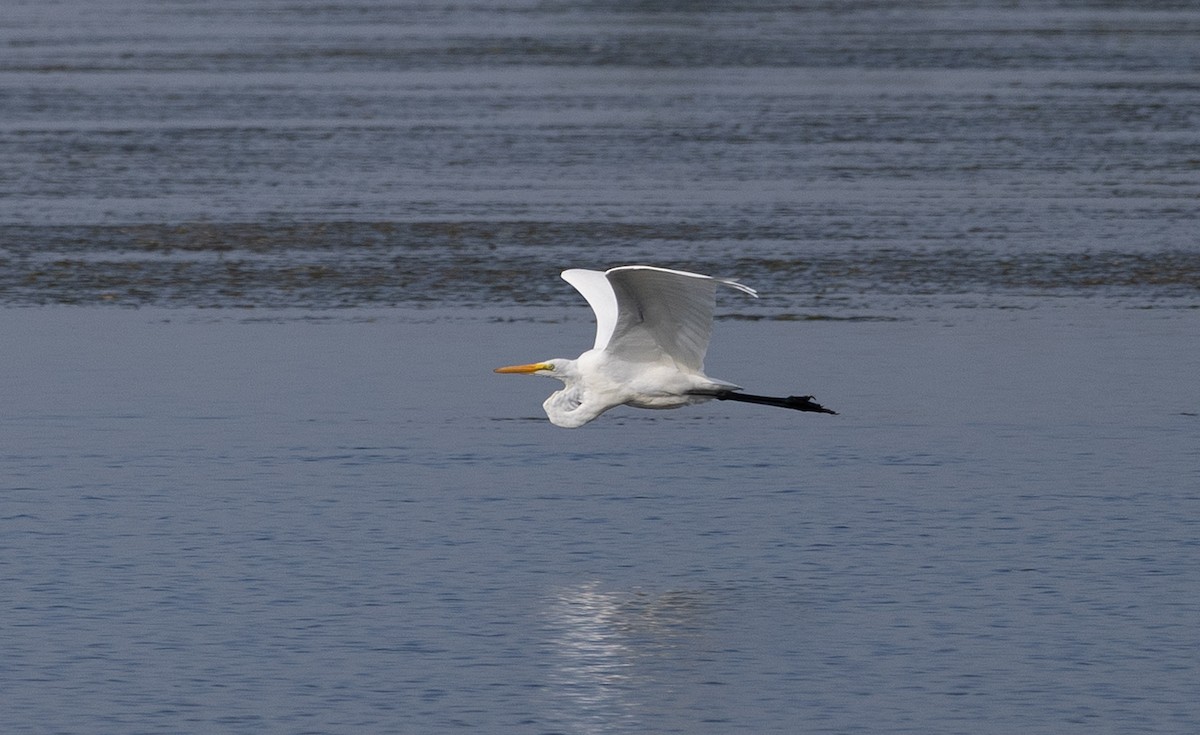 Great Egret - Jean Crépeau