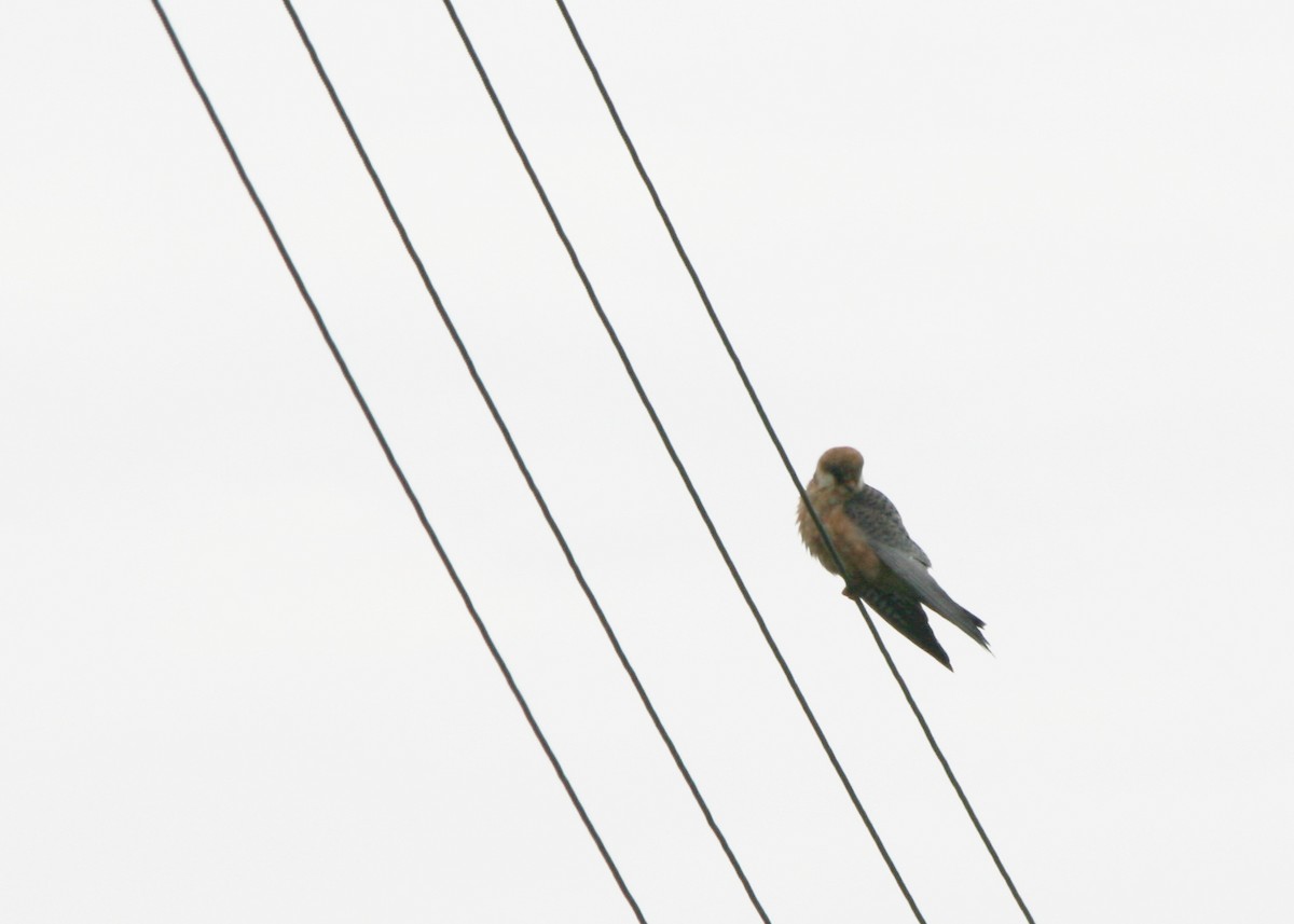 Red-footed Falcon - ML623846681