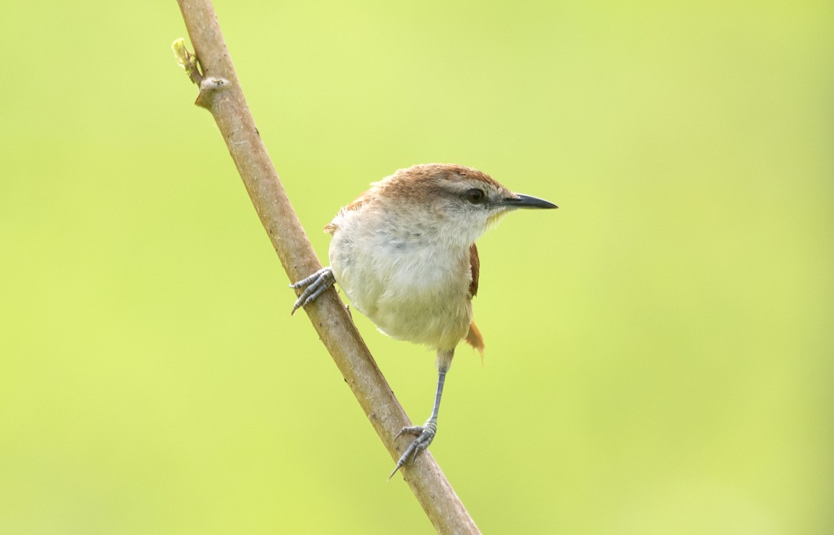 Yellow-chinned Spinetail - ML623846682