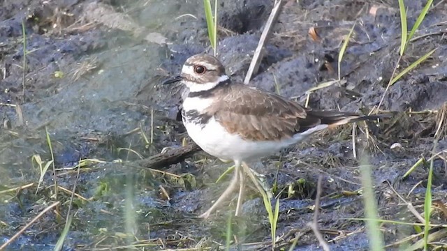 Killdeer - ML623846687