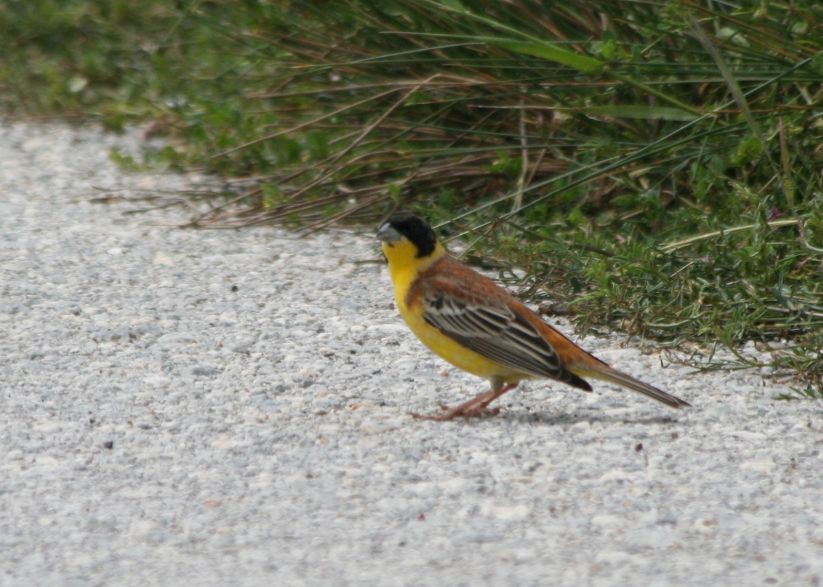 Black-headed Bunting - ML623846691