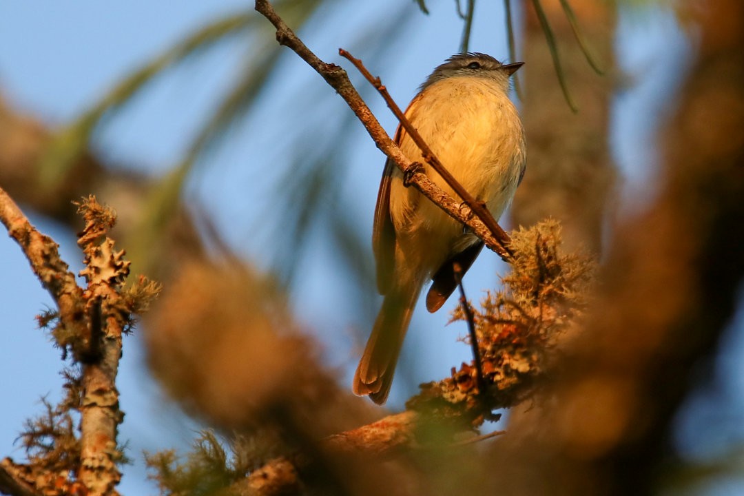 Planalto Tyrannulet - ML623846693