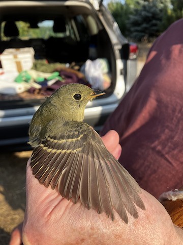 Yellow-bellied Flycatcher - ML623846696