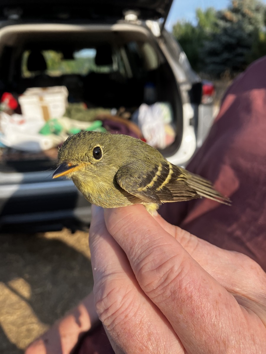 Yellow-bellied Flycatcher - ML623846697