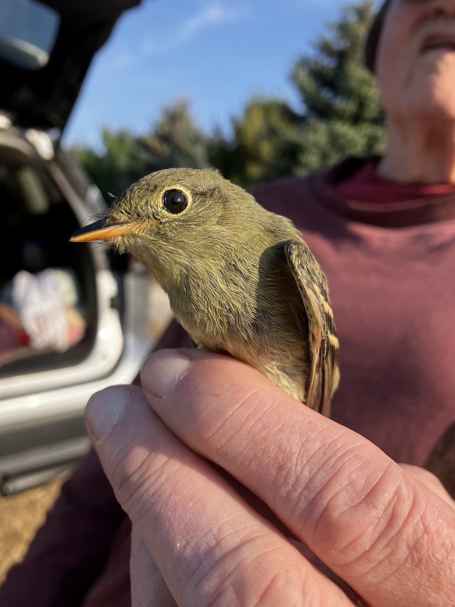 Yellow-bellied Flycatcher - ML623846698