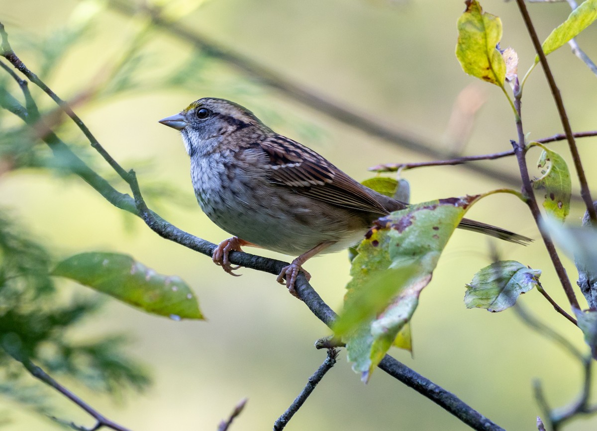 White-throated Sparrow - Jean Crépeau