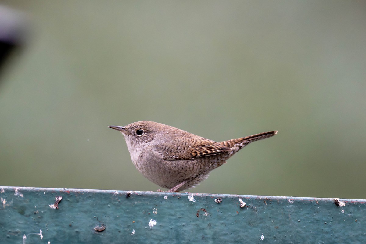 House Wren - Jenie Singleton