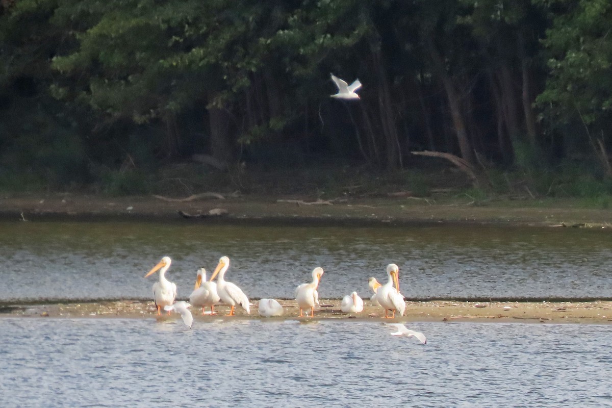 American White Pelican - ML623846780